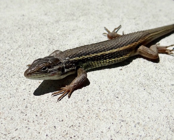 lizard